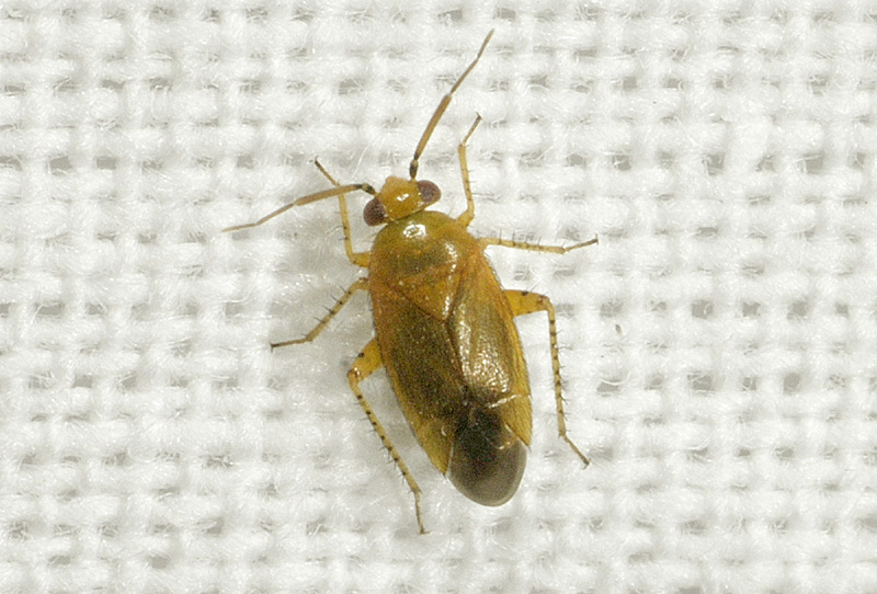 Miridae: Campylomma ochraceum - New for the mainland Italy!